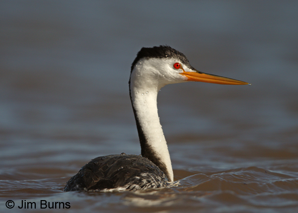 Clark's Grebe water drops