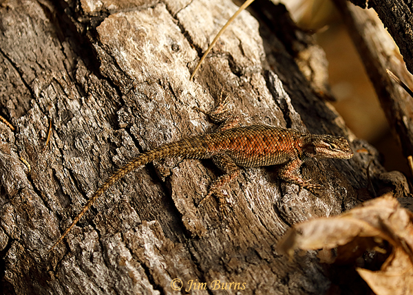 Clark's Spiny Lizard--1490