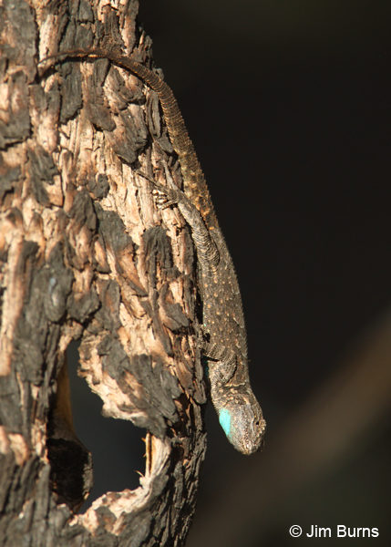 Clark's Spiny Lizard on tree