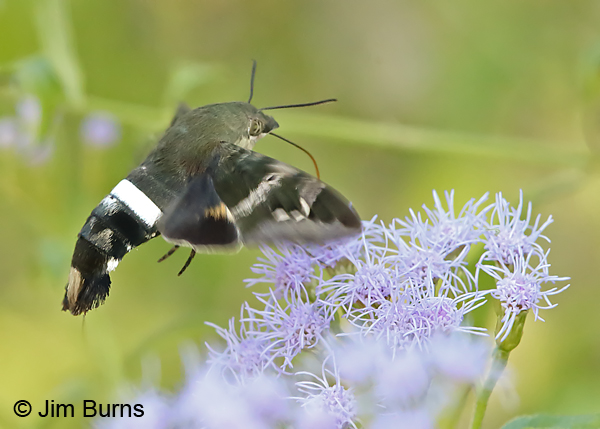 Clavipes Sphinx Moth at Crucita, Texas
