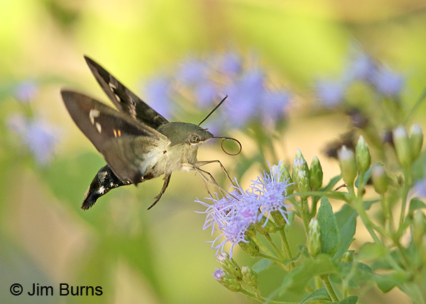 Clavipes Sphinx Moth underrwing, Texas
