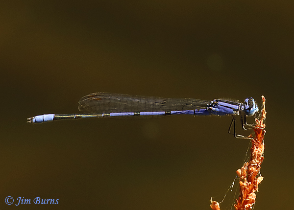 Claw-tipped Bluet male, Santa Cruz Co., AZ, October 2020--8222