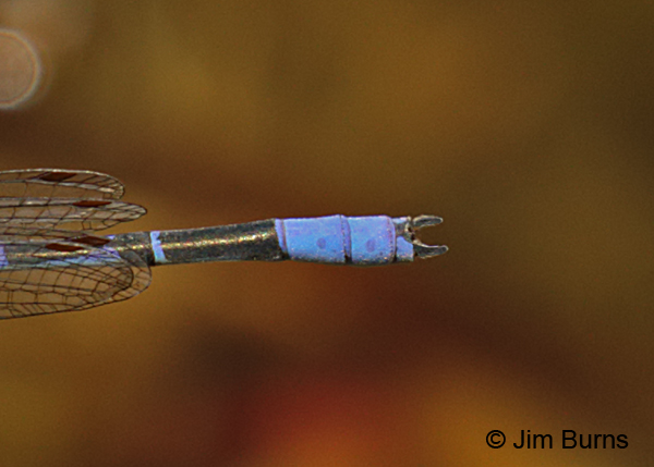 Claw-tipped Bluet male appendages, Pinal Co., AZ, May 2016