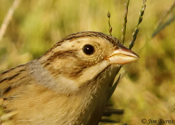 Clay-colored Sparrow close-up showing gray collar--8420