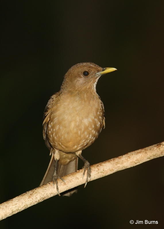 Clay-colored Thrush