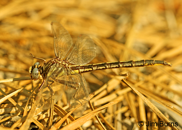 Clearlake Clubtail female on pine needles, Chesterfield Co., SC, May 2014