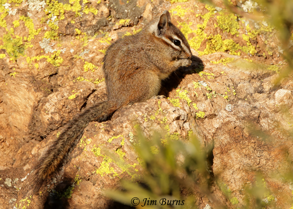 Cliff Chipmunk breakfast at sunrise--0299