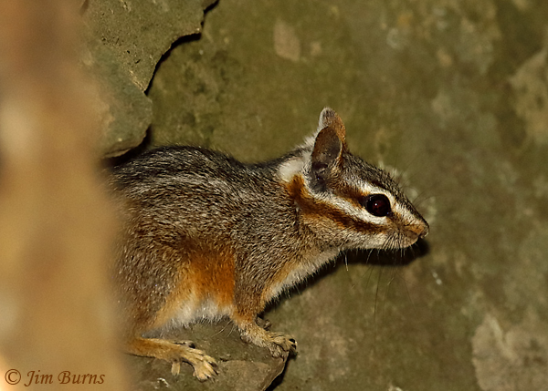 Cliff Chipmunk--1000