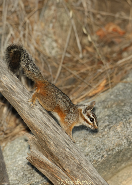 Cliff Chipmunk--1003