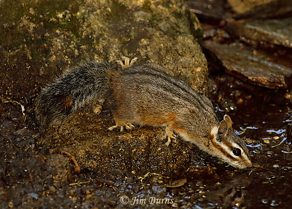 Cliff Chipmunk drinking #2--1002