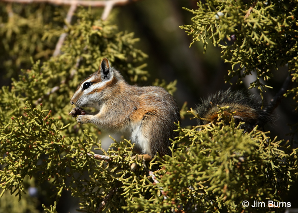 Cliff Chipmunk at breakfast