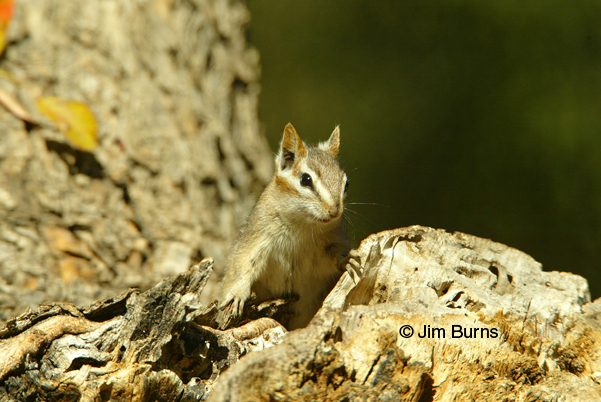 Cliff Chipmunk head shot