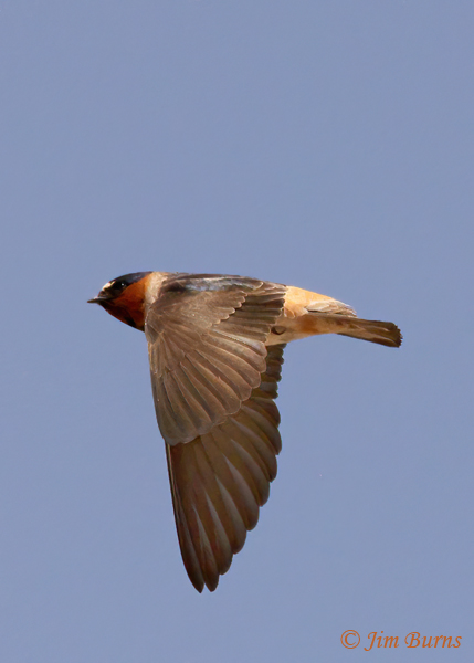 Cliff Swallow in flight downstroke--1088
