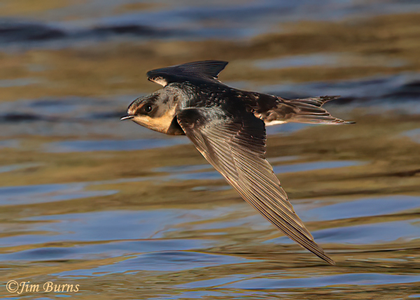 Cliff Swallow juvenile in flight--4922