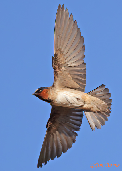 Cliff Swallow tail spread--5044