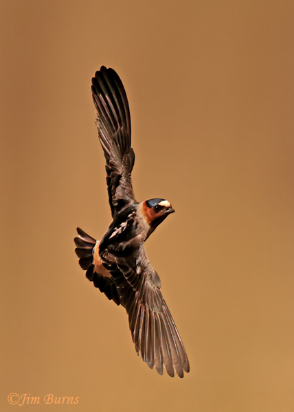 Cliff Swallow banking--5167