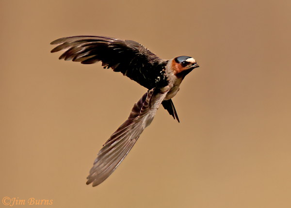 Cliff Swallow banking #2--5168