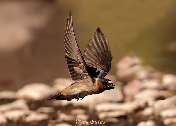 Cliff Swallow with mud for nest construction--5173