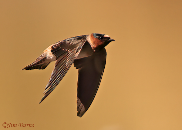 Cliff Swallow in flight, downstroke--5210