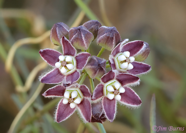 Climbing Milkweed, Arizona--9115
