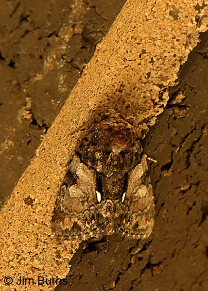 Cloaked Marvel Moth #2, Arkansas