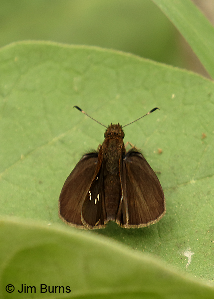 Clouded Skipper female, Texas