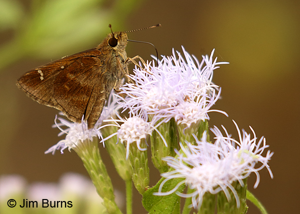 Clouded Skipper on Crucita, Texas