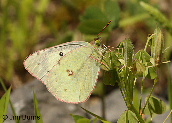 Clouded Sulphur female, Pennsylvania