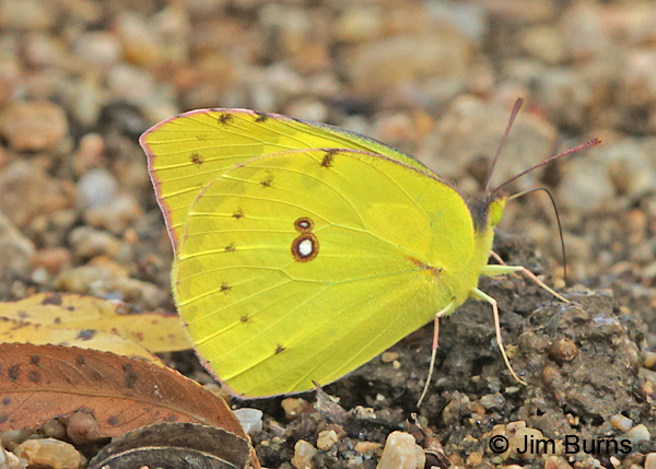 Clouded Sulphur male, Arizona