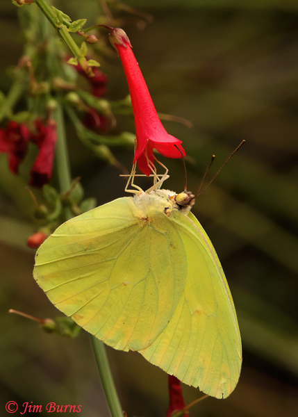 Cloudless Sulphur at Firecracker Penstemon, Arizona--1379