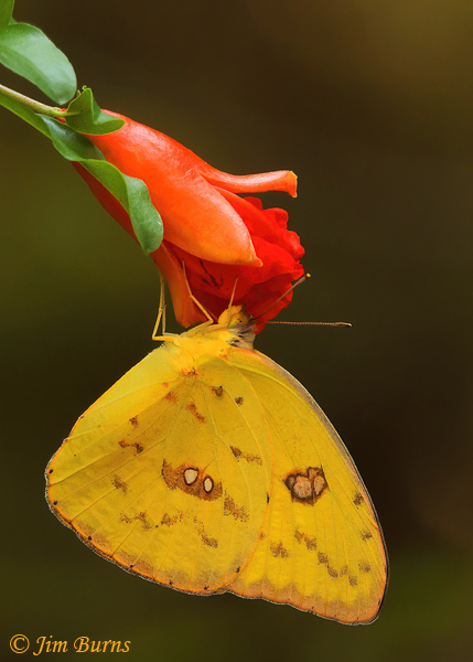 Cloudless Sulphur on Pomegranate, Arizona--3633