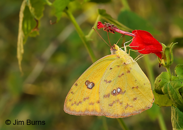 Cloudless Sulphur female at Turk's Cap, Texas