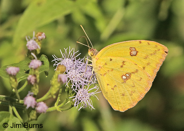 Cloudless Sulphur female at Crucita, Texas