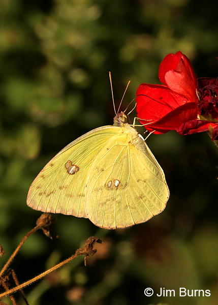 Cloudless Sulphur male, Arizona