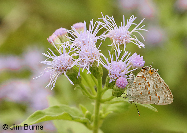 Clytie Ministreak on Crucita, Texas