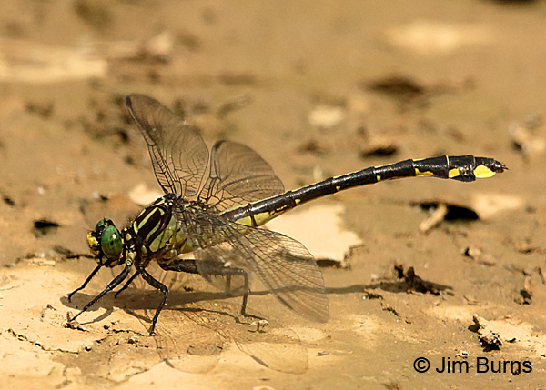 Cobra Clubtail male, Fluvanna Co., VA, June 2017
