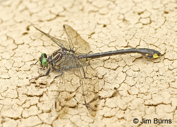 Cobra Clubtail male, Marshall Co., TN, June 2016
