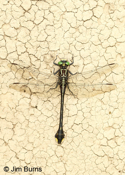 Cobra Clubtail male dorsal view, Marshall Co., TN, June 2016