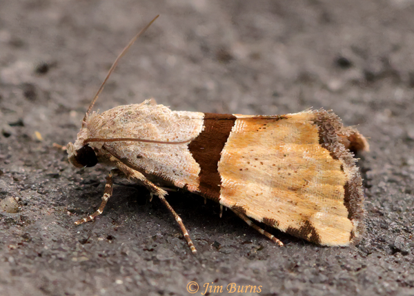 Cobubatha orthozona, Arizona--5923