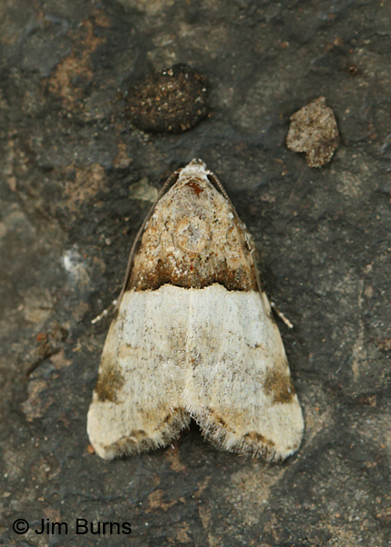 Cobubatha dividua, Arizona