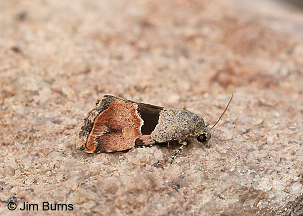 Cobubatha lixiva, Arizona