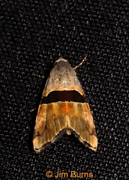 Cobubatha lixivia, Arizona--0231
