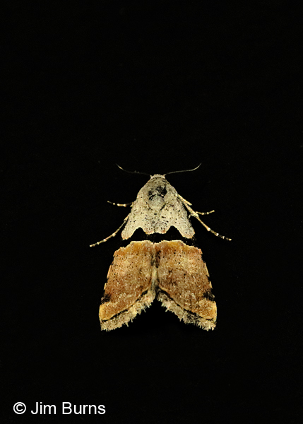 Cobubatha orthozona, Arizona