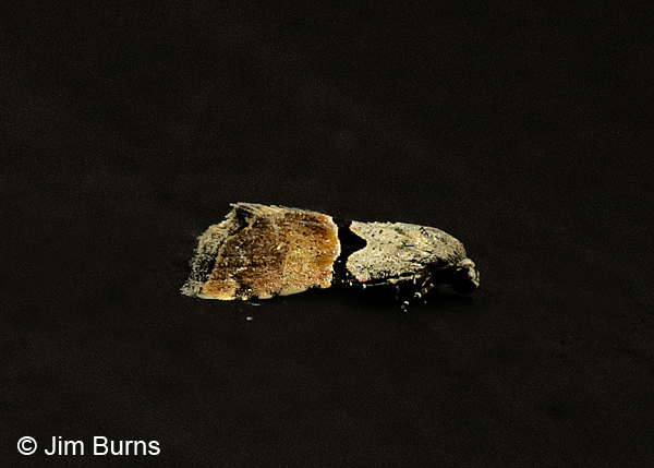 Cobubatha orthozona dorsolateral view, Arizona