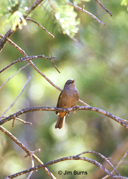 Colima Warbler