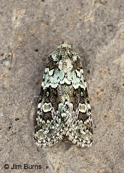 Collared Arches Moth, Oregon