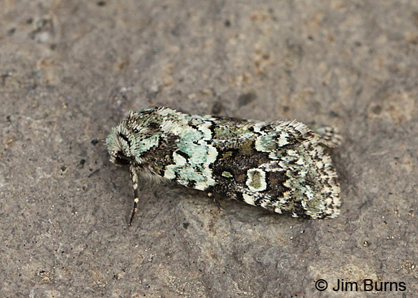 Collared Arches Moth dorsolateral view, Oregon