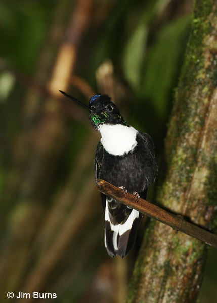Collared Inca in shade
