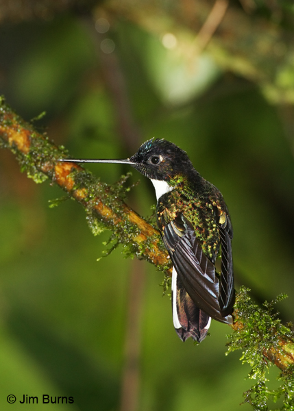 Collared Inca in sunlight