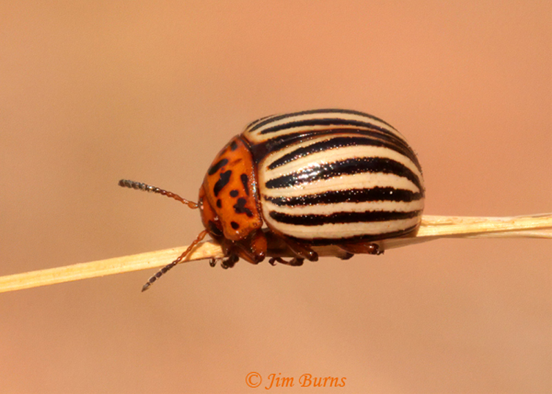 Colorado Potato Beetle (Leptinotarsa decemlineata)